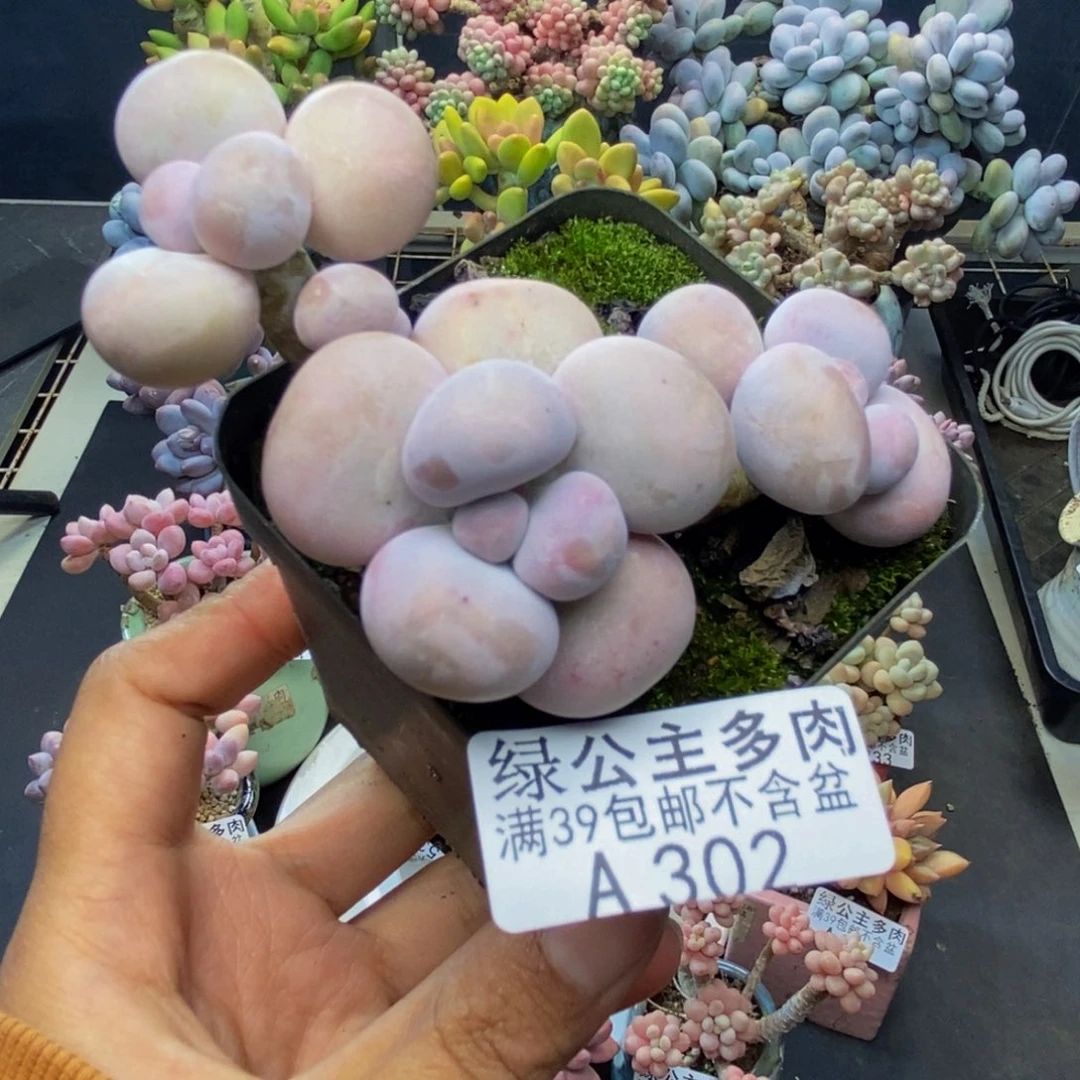 302芭比奶多肉7c m