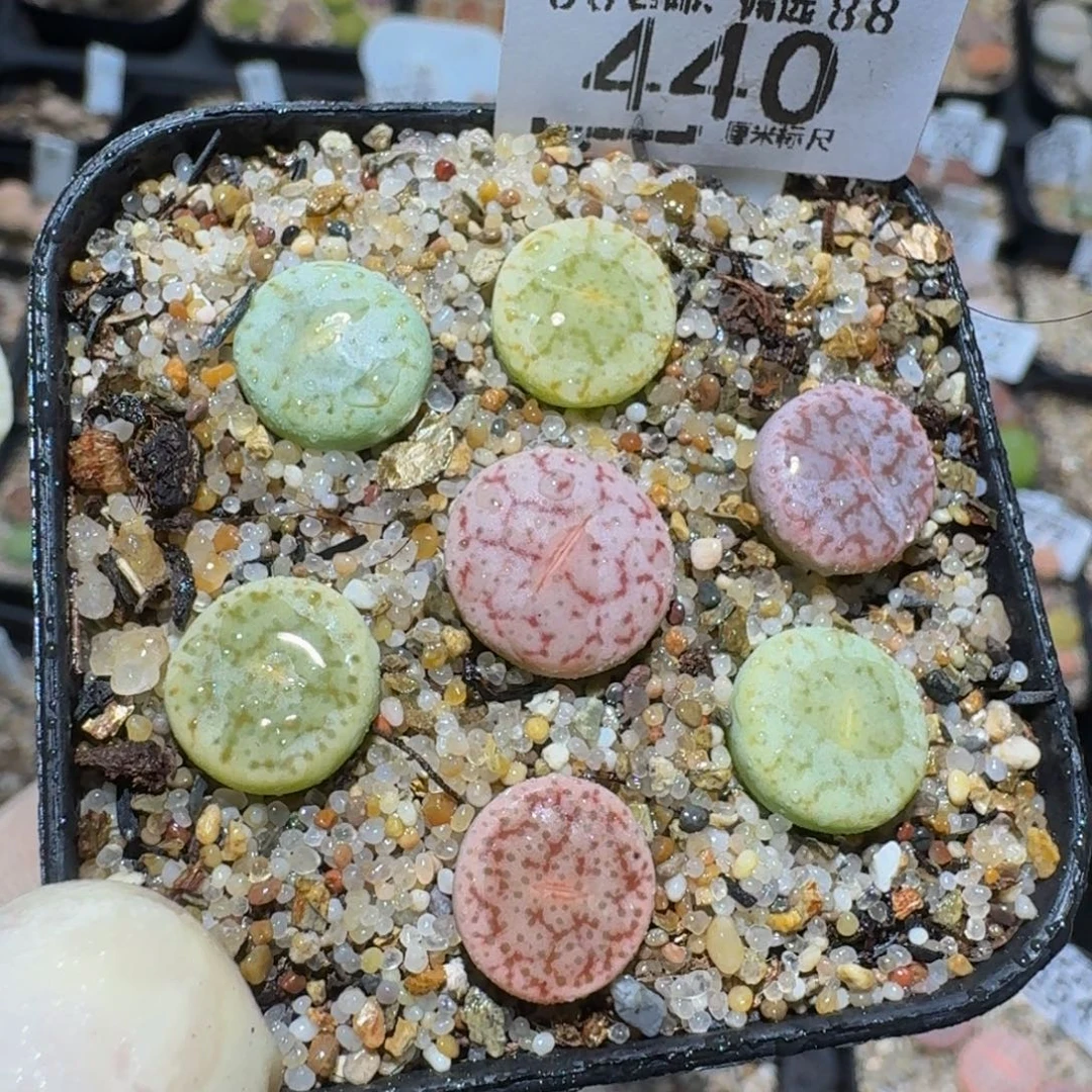zzzzz生石花肉锥440