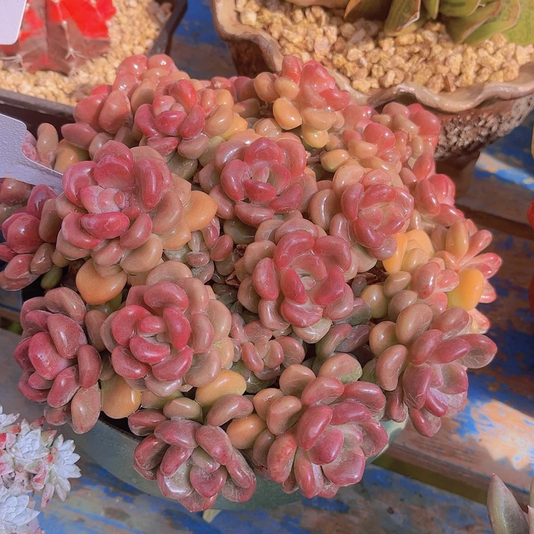 红陶?*然多肉植物组合