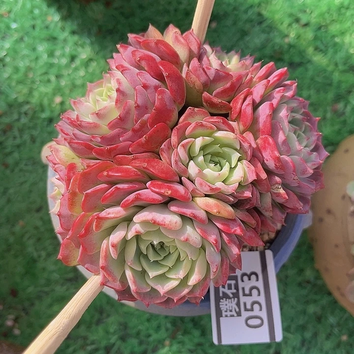 不知名0553多肉植物
