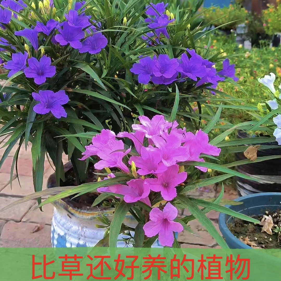 兰花草 矮生翠芦莉盆栽 耐热多年生宿根植物