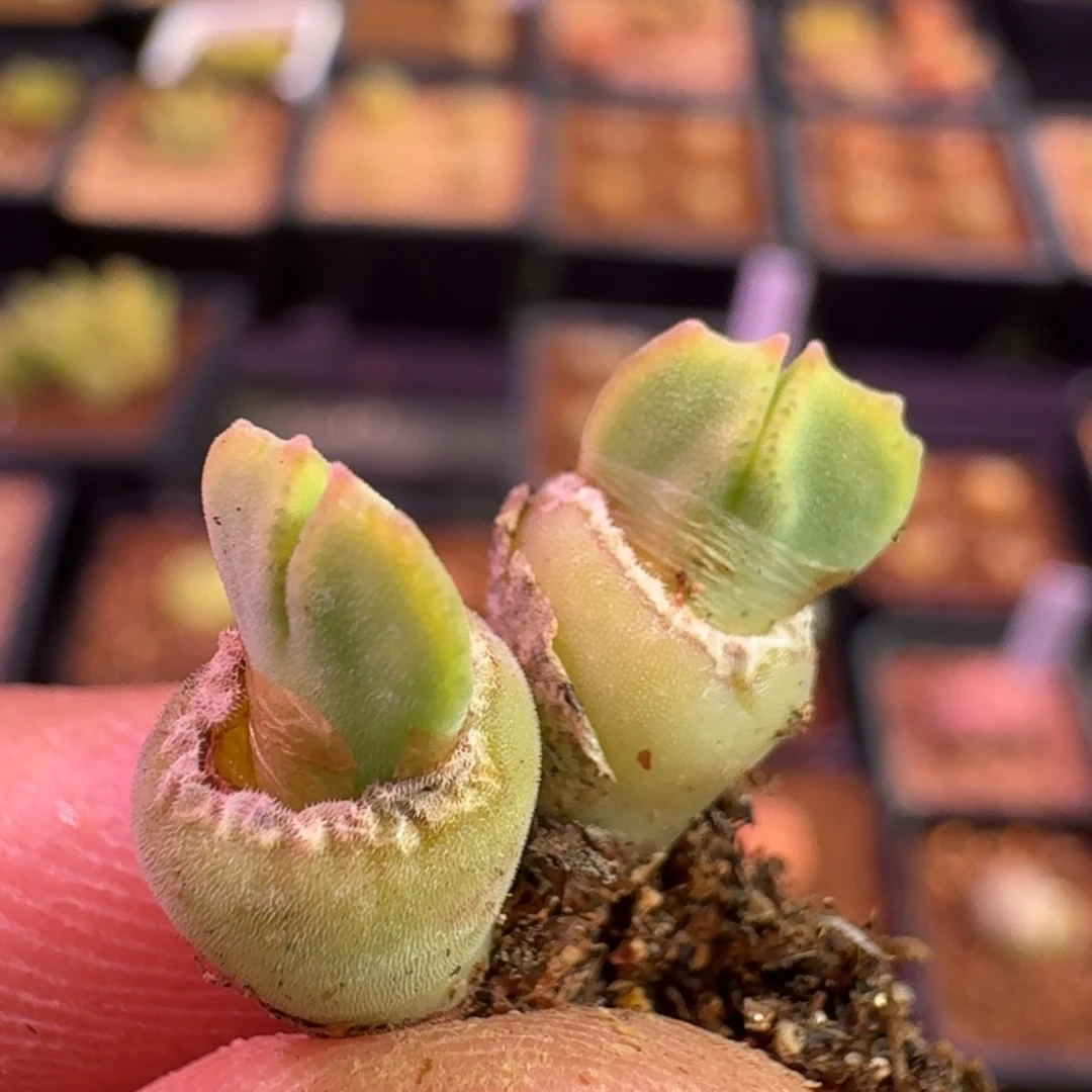 每****家云缦精品番杏13.35