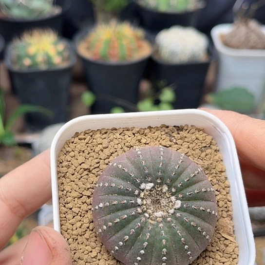 无花朵大型士童母本一颗