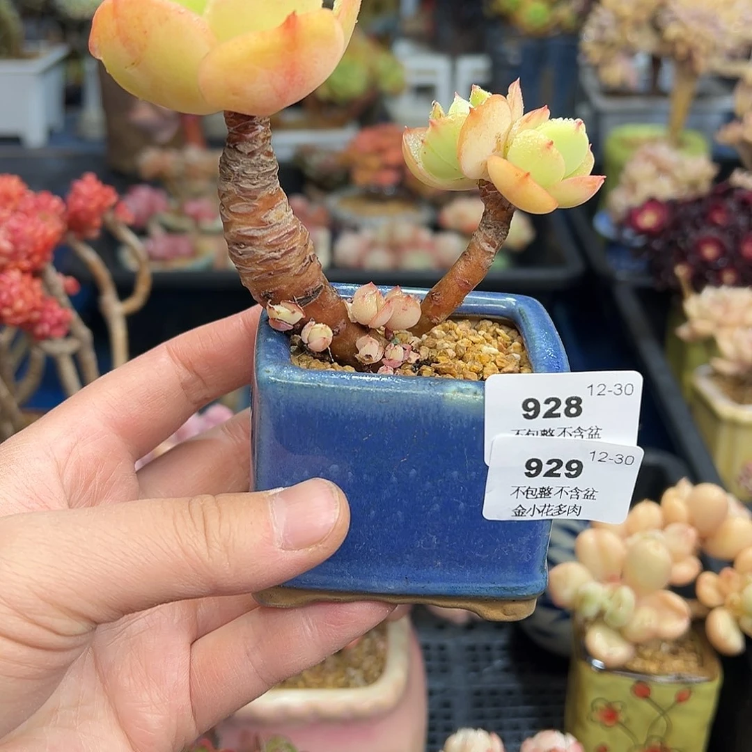 碧****Y929花盆