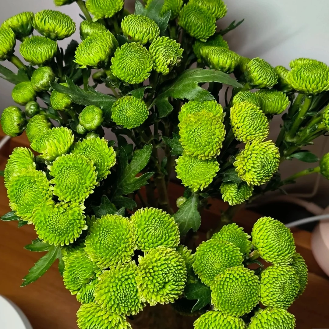 绿扣小雏菊 居家办公优选 （东北基地发货）