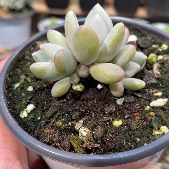 雪花奶480号的多肉啊啊