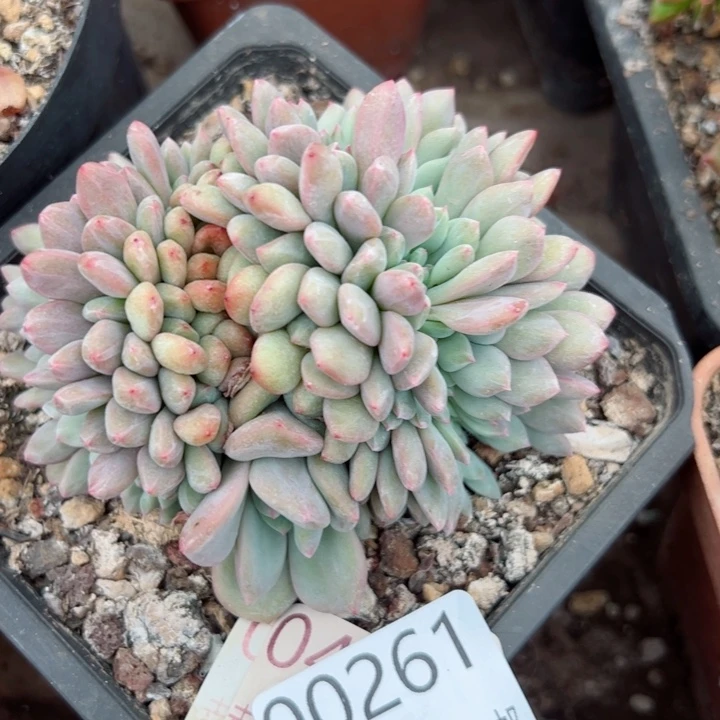 幸运的是我的朋友