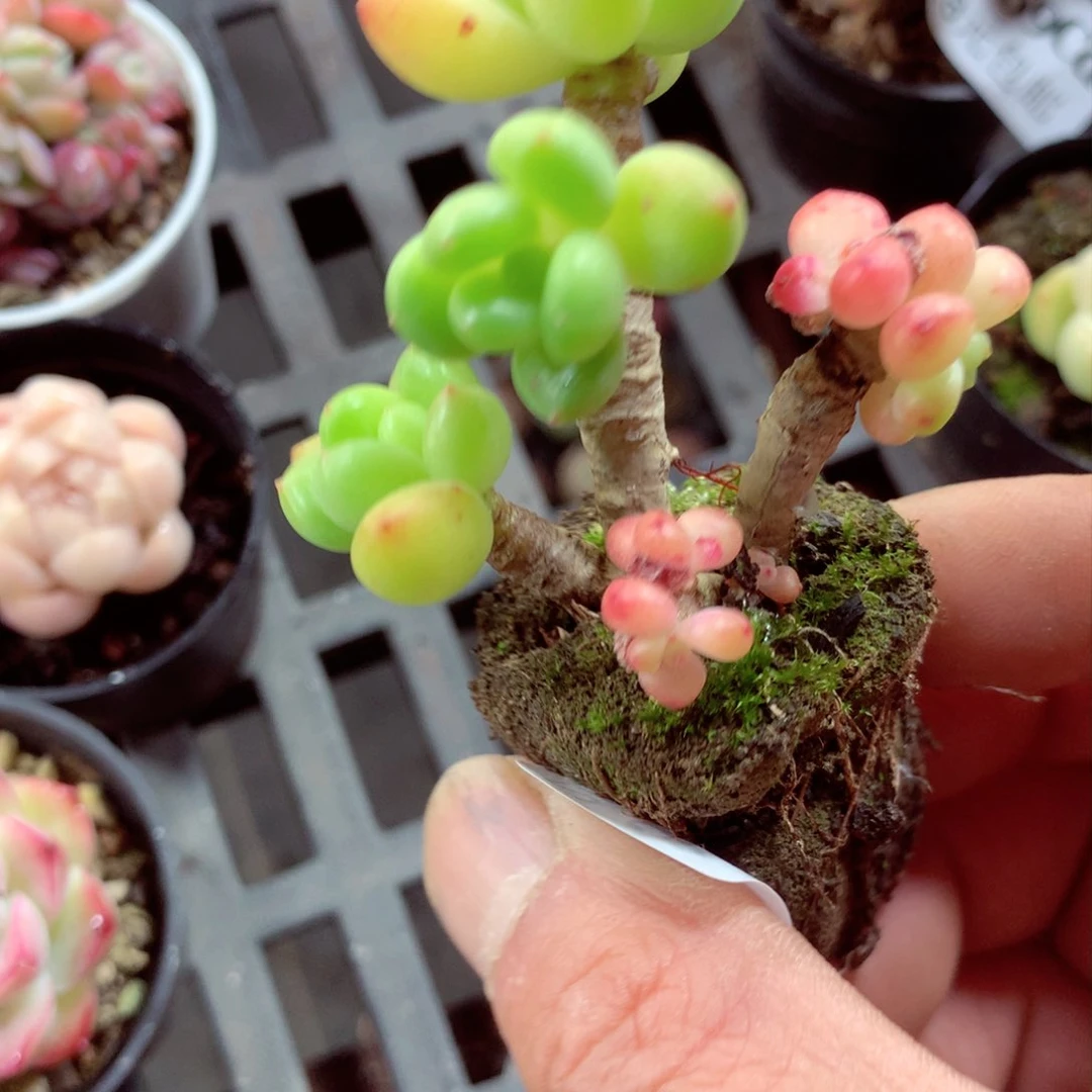 5厘米盆精控多肉3665