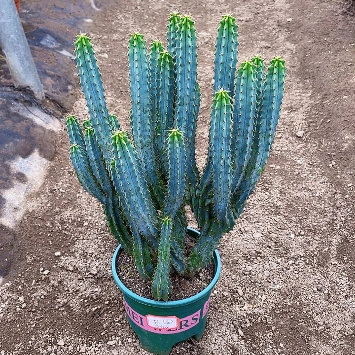 扑***通完全开放肥料两瓶