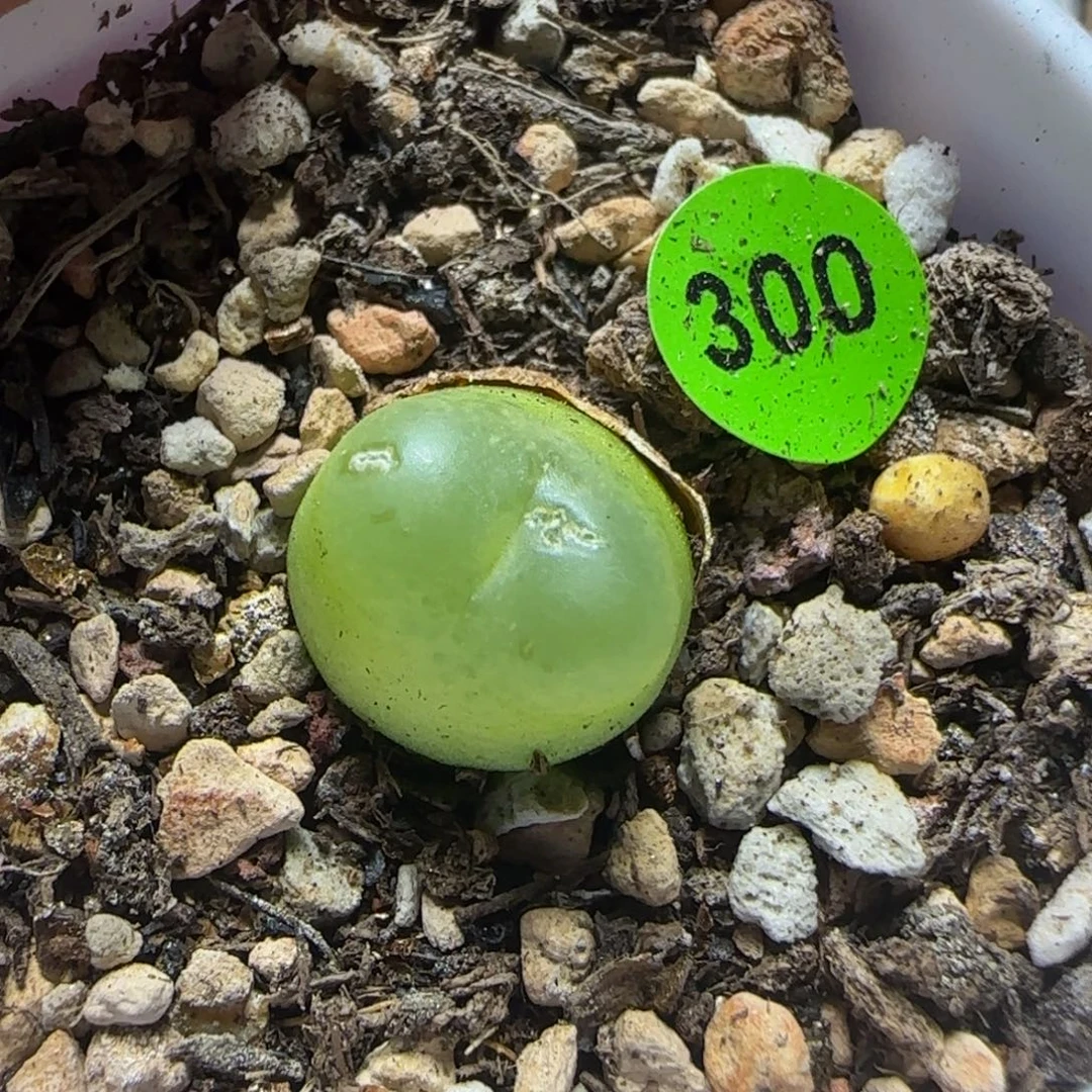 拉登1.2+瑕疵多肉植物300