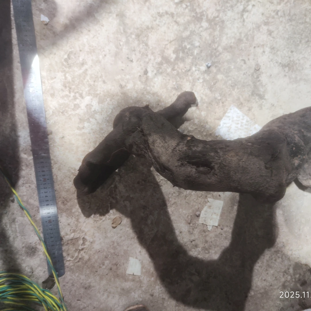 小叶灌木金弹子盆景素材生桩绿植盆栽景观植物