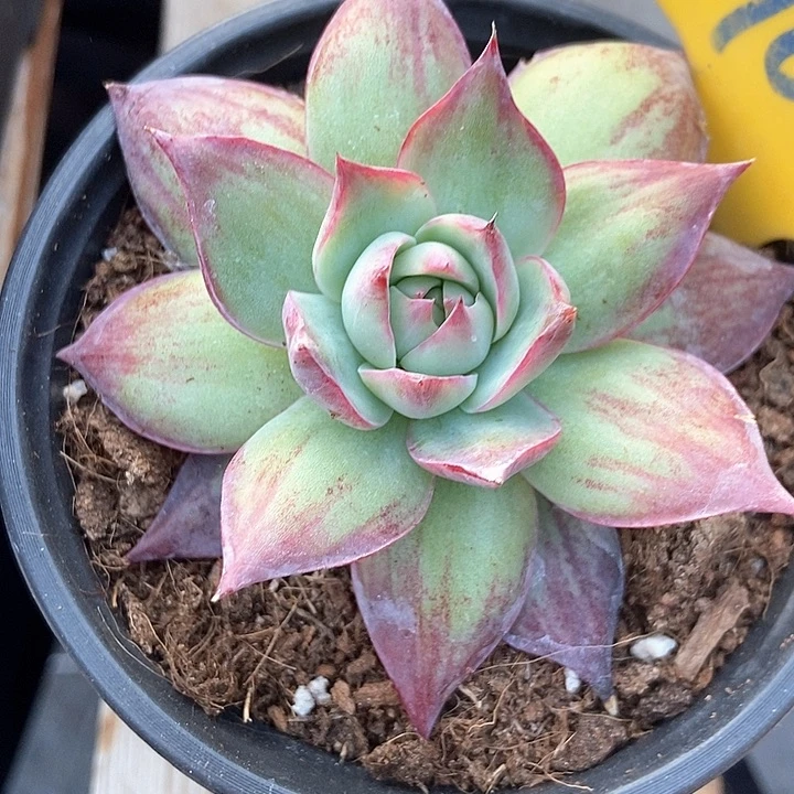 多肉植物惊鸿900多肉