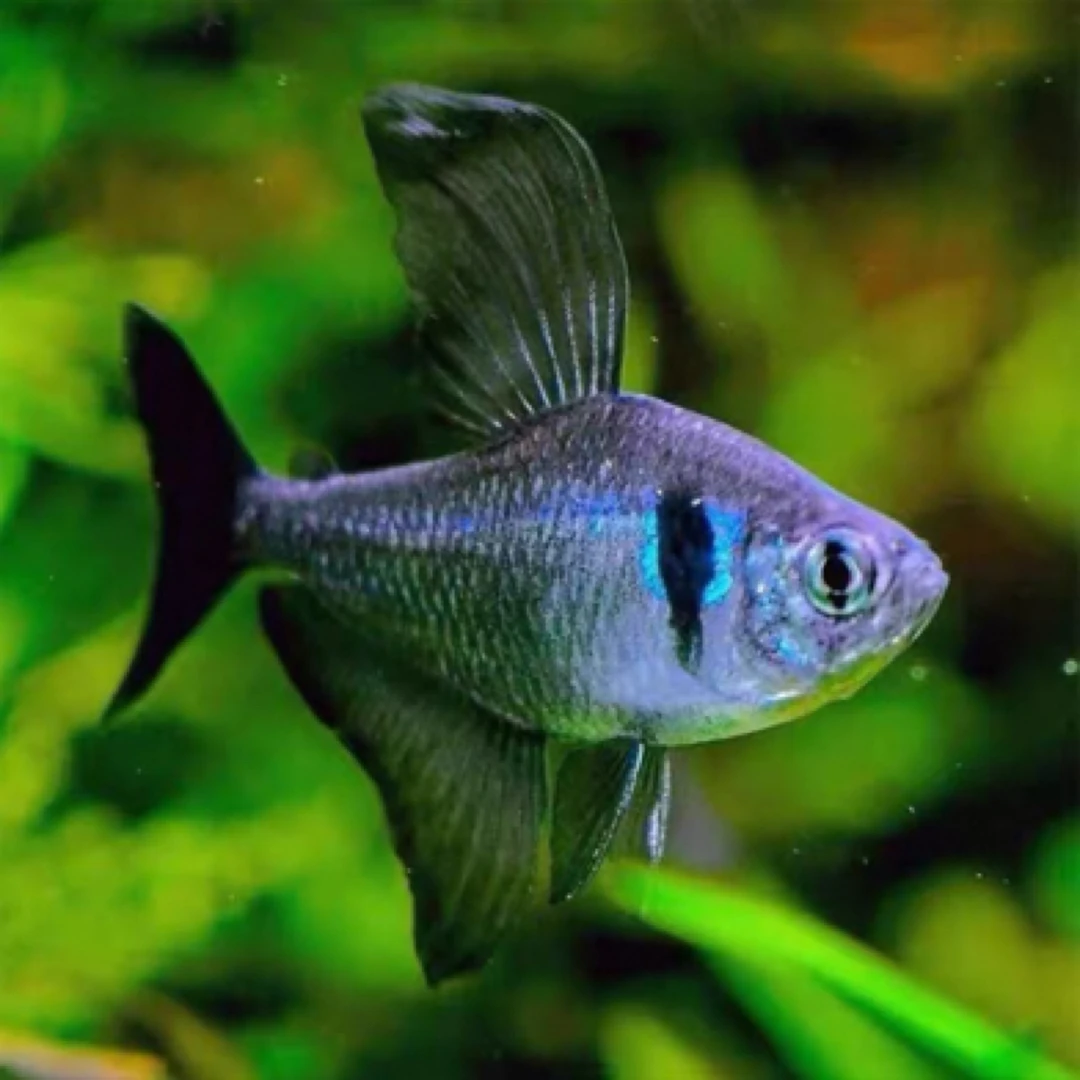 明天小鱼黑幻影扯旗鱼活体热带观赏鱼适合草缸饲养群游好养