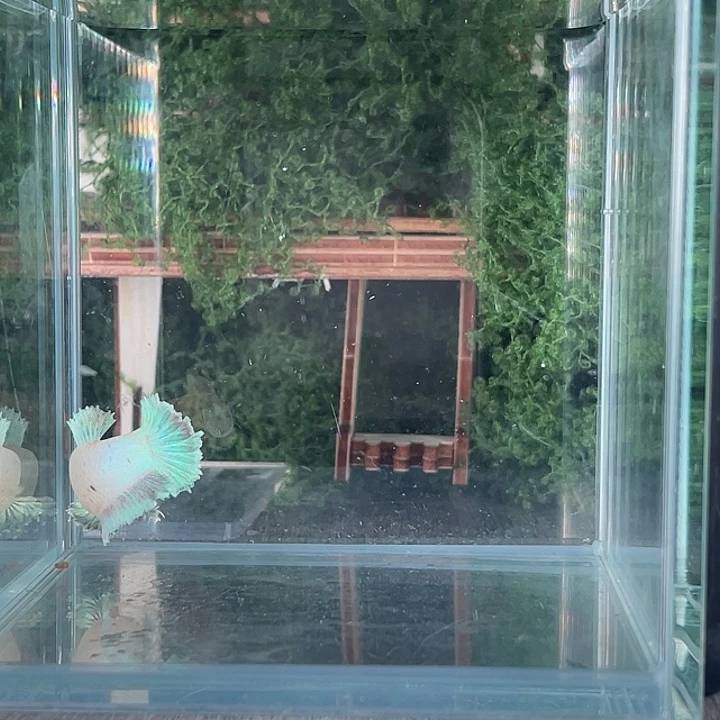 斗鱼活体不退不换谢谢
