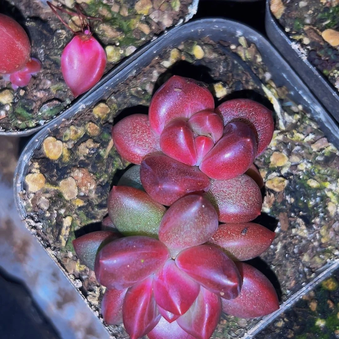 桔云多肉美人精品系列