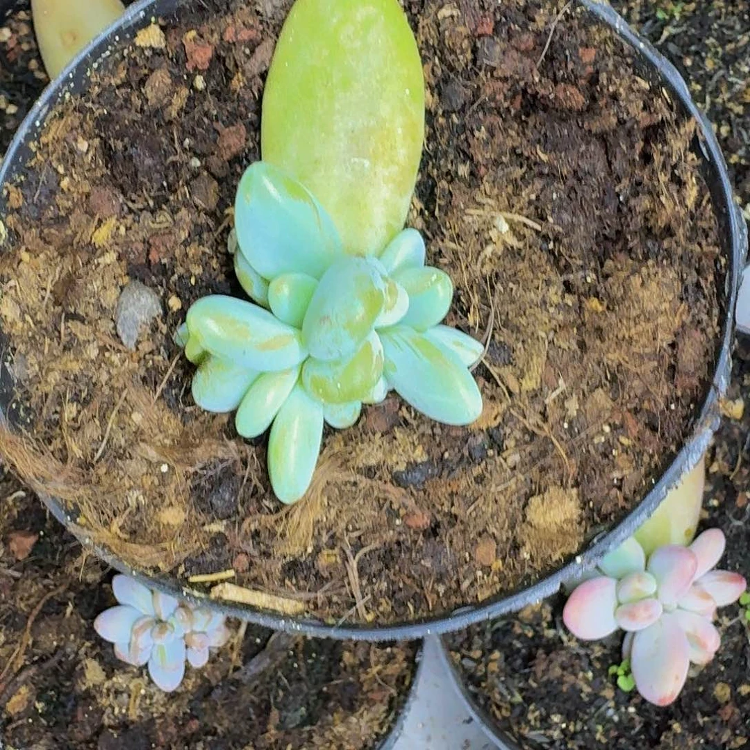 企鹅 叶插  一物一拍