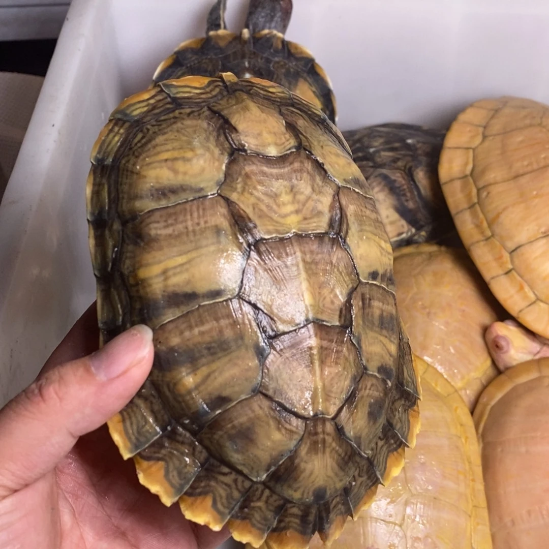 绿毛龟母凡高一个母