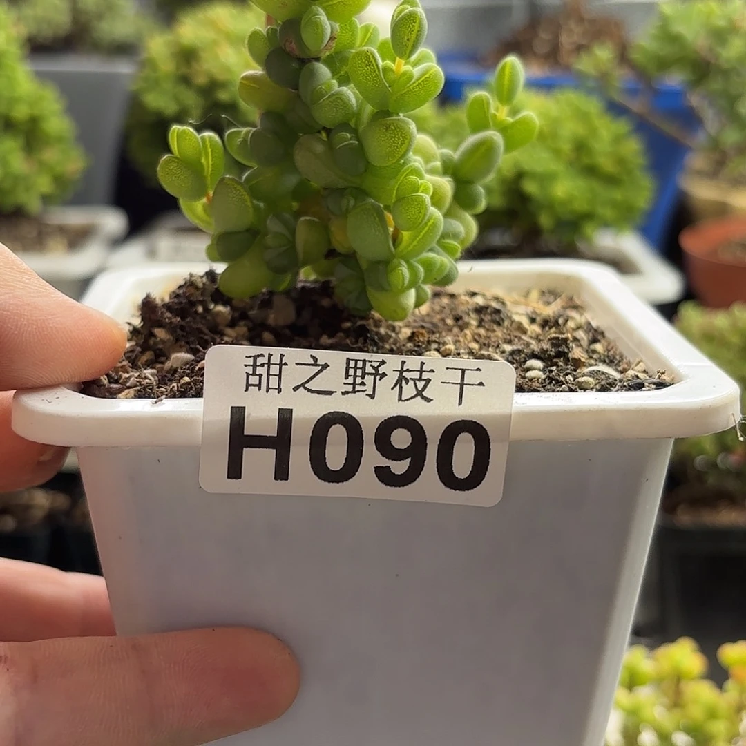 ?****）元宝枝干番杏090。