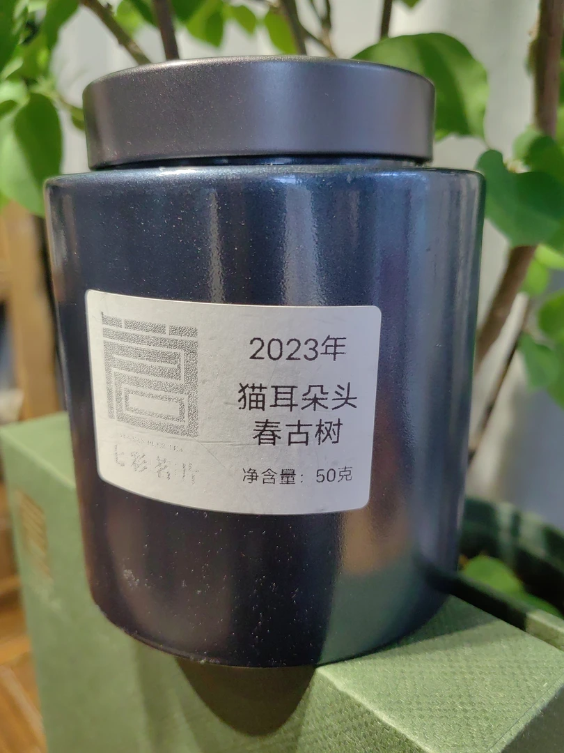 2023年猫耳朵头春古树一泡