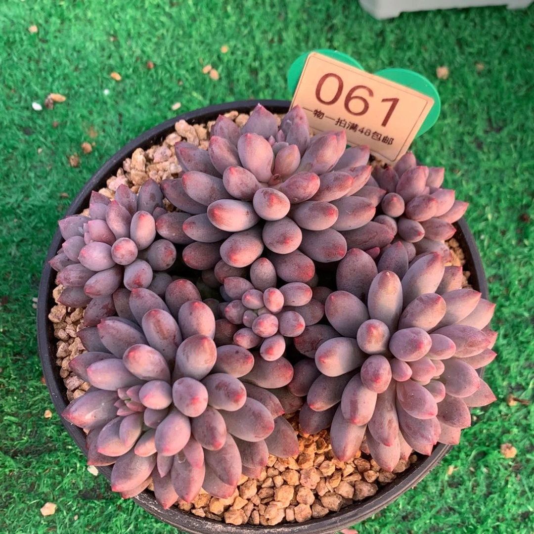 蓝精灵无砍平头061