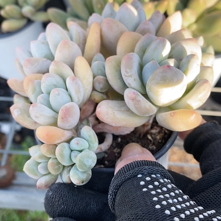 香香奶24679999“l l l