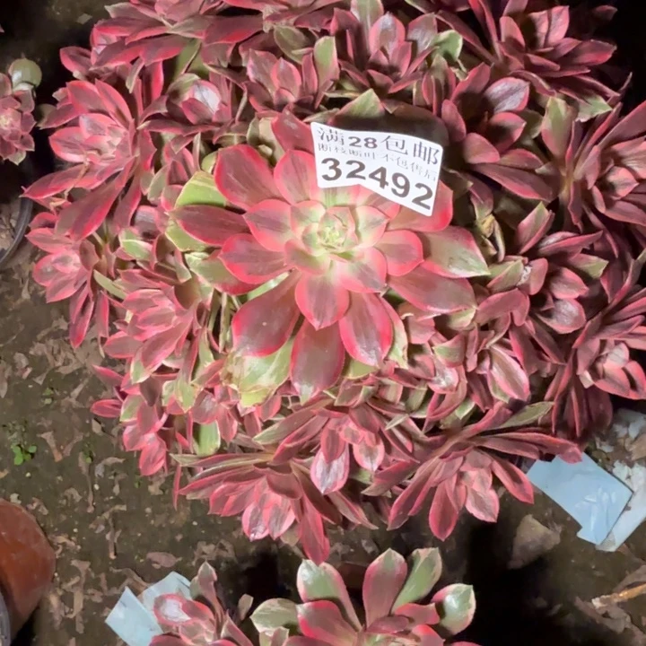 32492浣纱多肉植物
