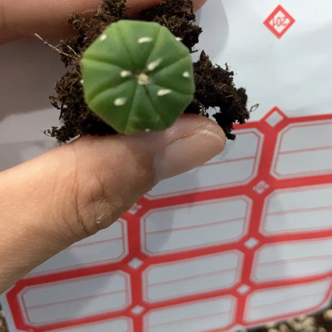 森***?一颗绿色兜兜