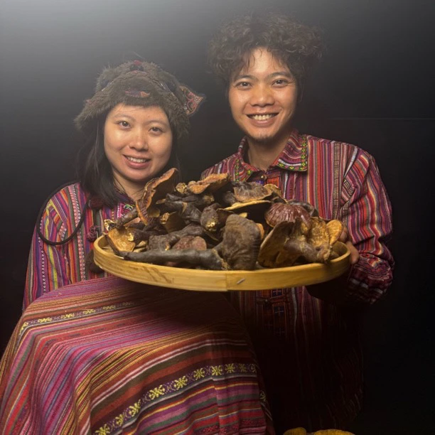 西藏波密白心白肉赤灵芝中号