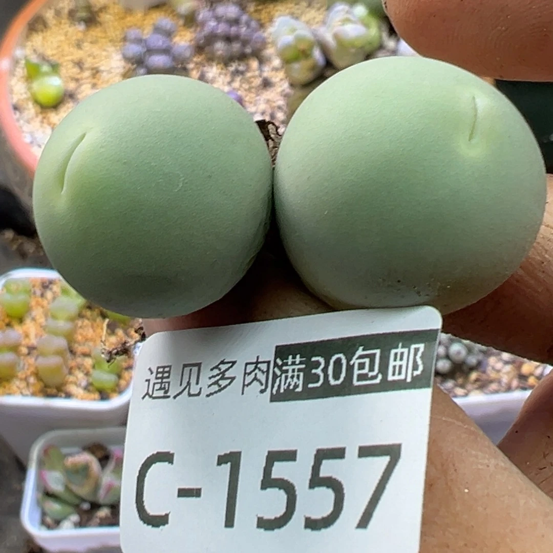 多肉植物111111111111111