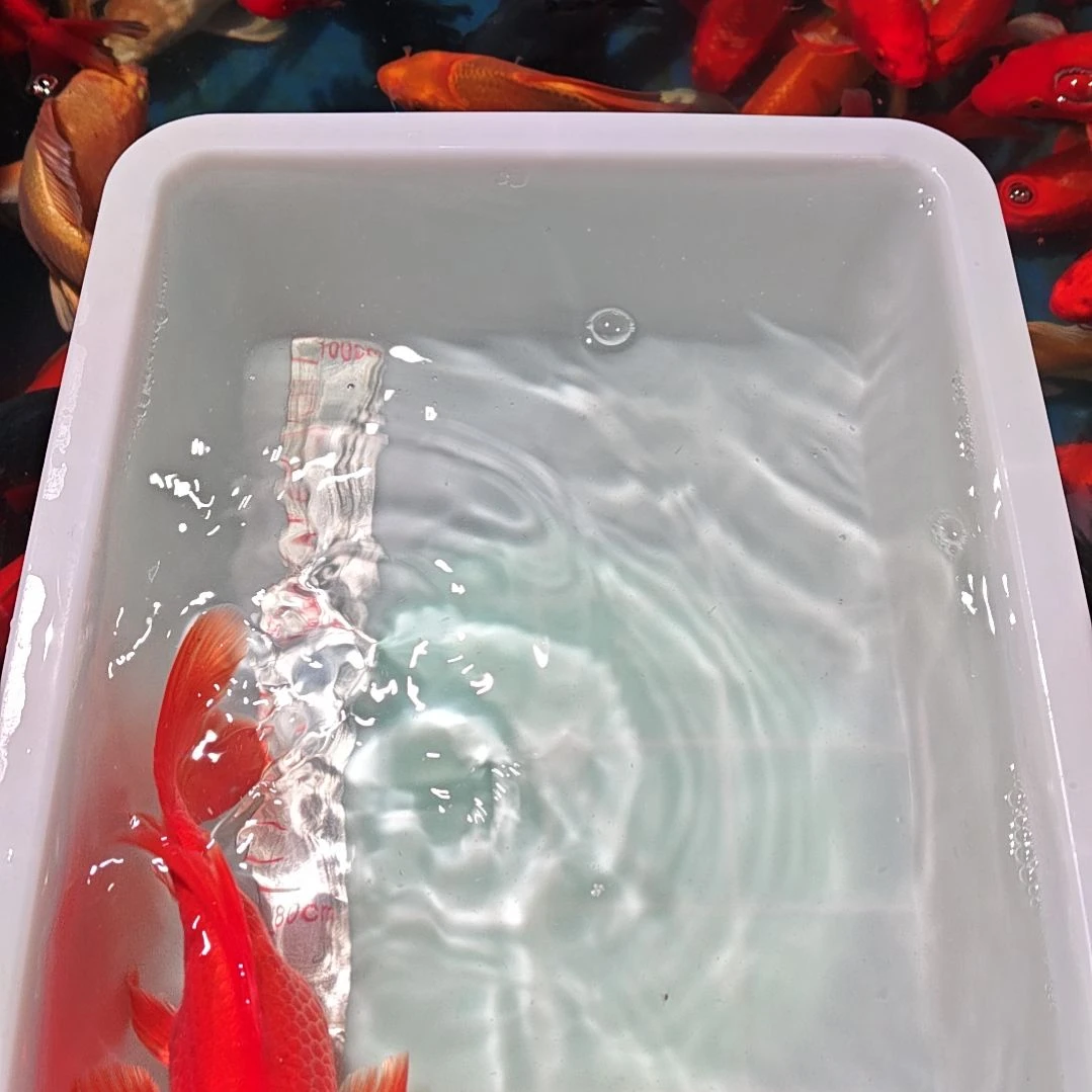 中国大陆冷水观赏鱼蝴蝶鲤