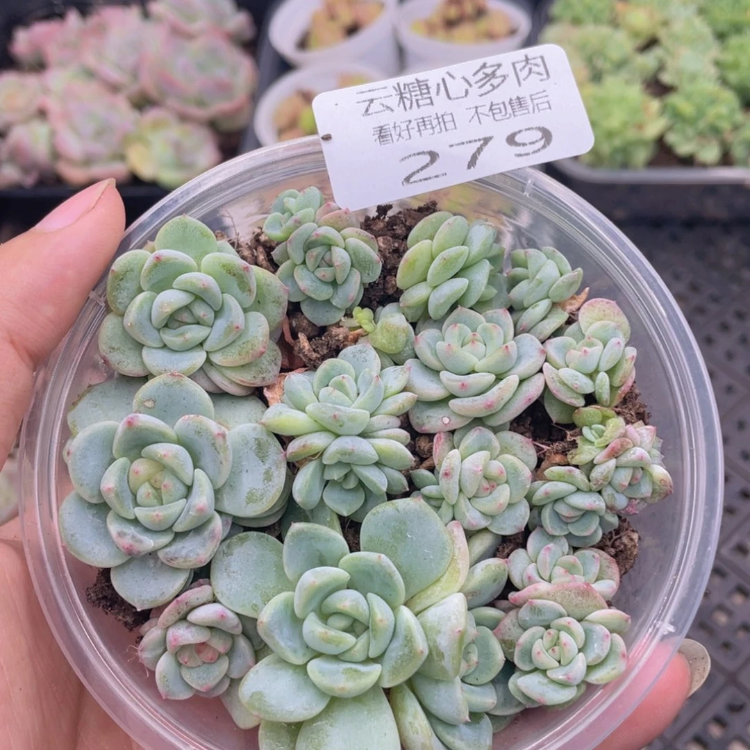 云糖心多肉植物279
