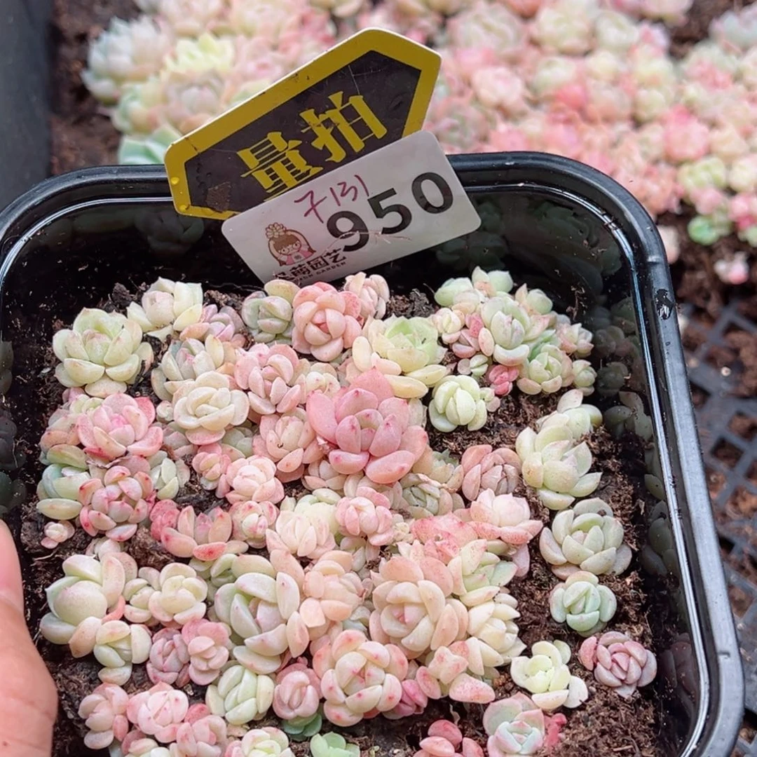 多肉植物多肉植物