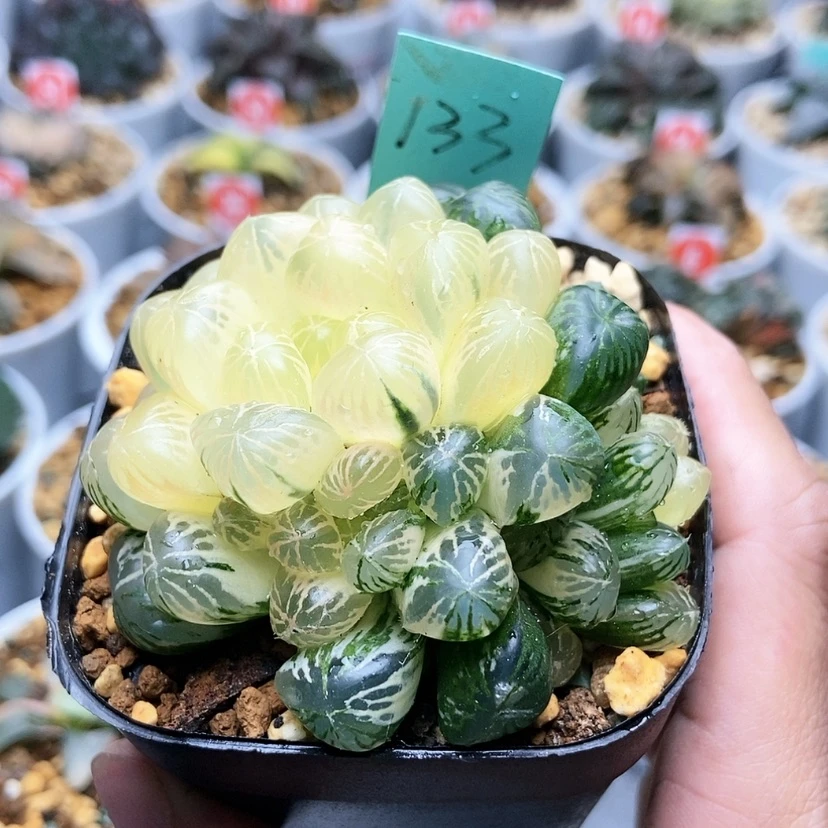 【闪购商品】鲱****莲133塑料皮锦