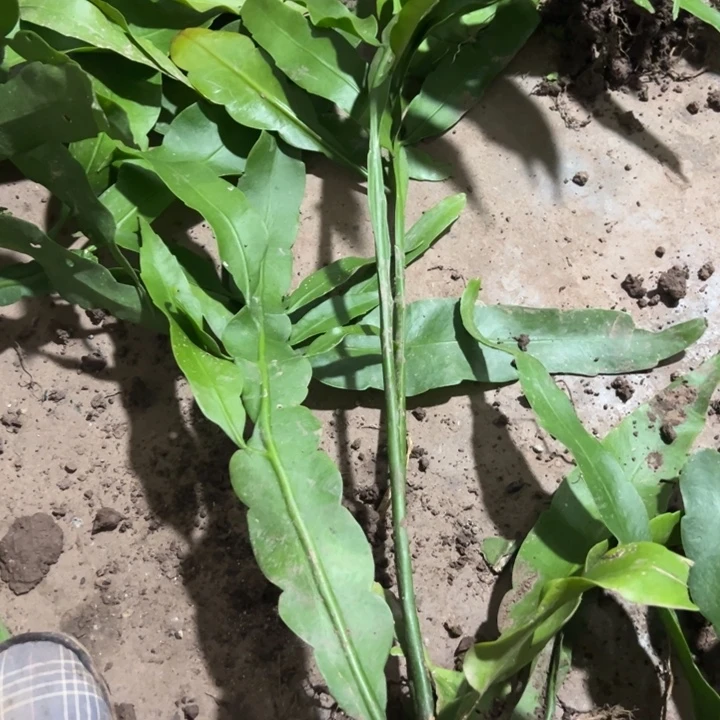 荣***易当前无花朵，栽培后可花朵