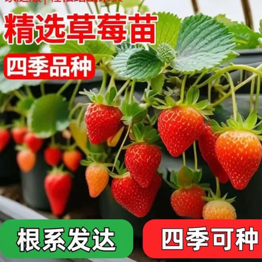 四季开花结果草莓苗加仑盆盆栽苗室内外均可种植易活当年结果