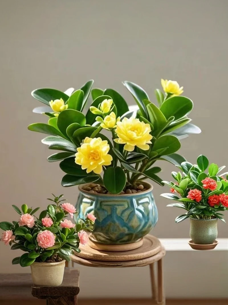 【热销100W】新品碧玉花卉绿植四季开花室内植物好养活的绿植