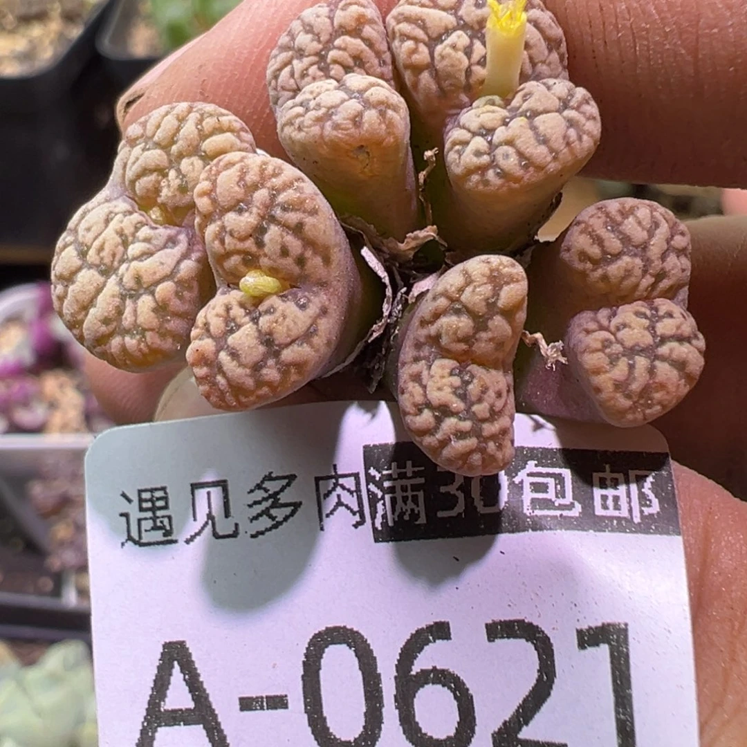 多肉植物111111111111
