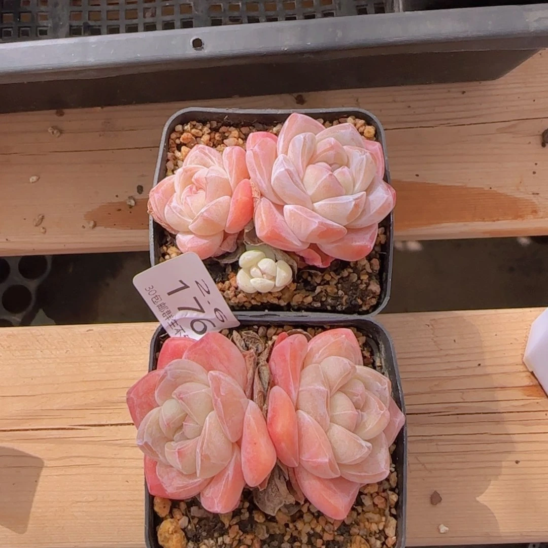 d****t双头冰玉一颗脱土发货