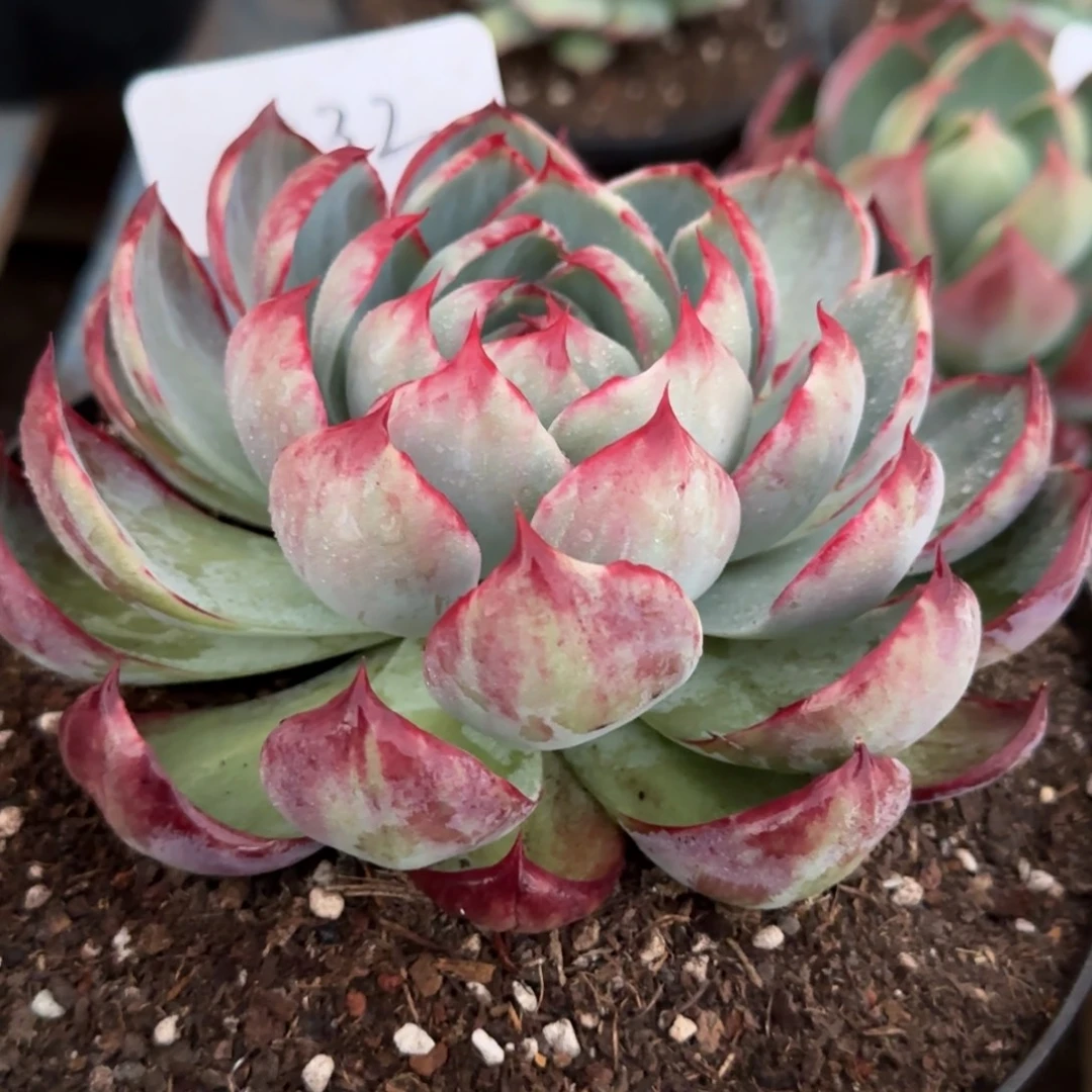 花脸拉丝332惊鸿一物一拍包装收缩花旱