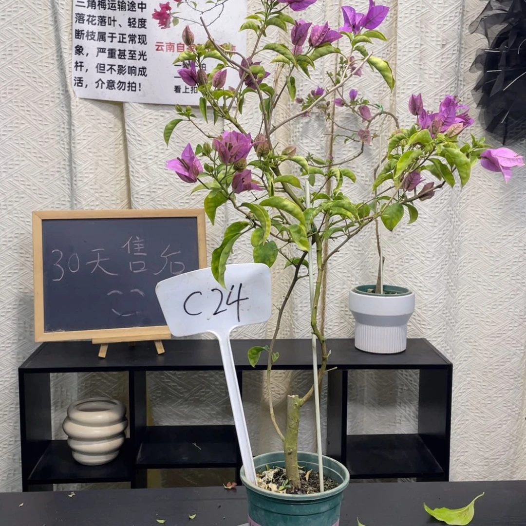 今***球全部花朵塞弗里C24