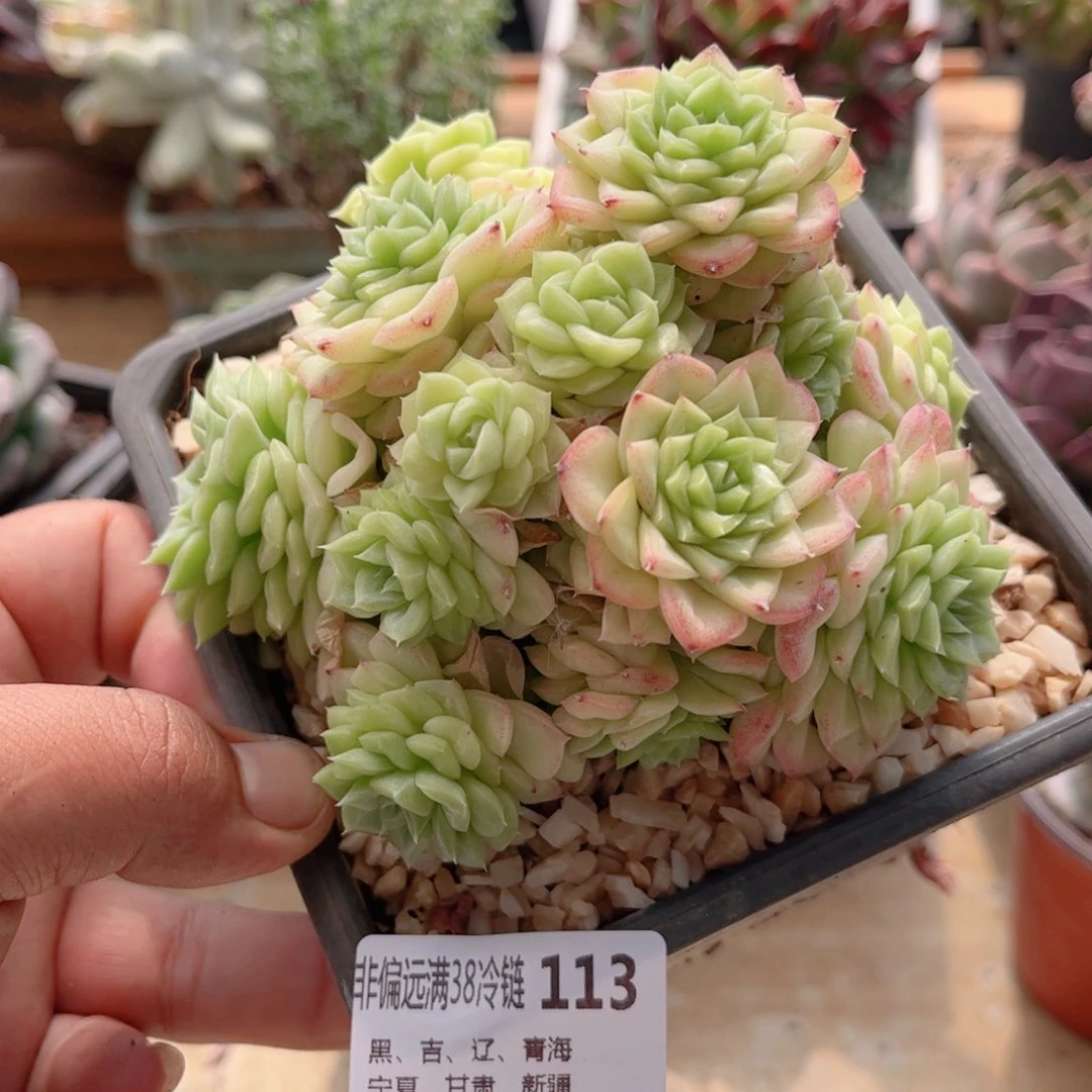113白天鹅德华多肉