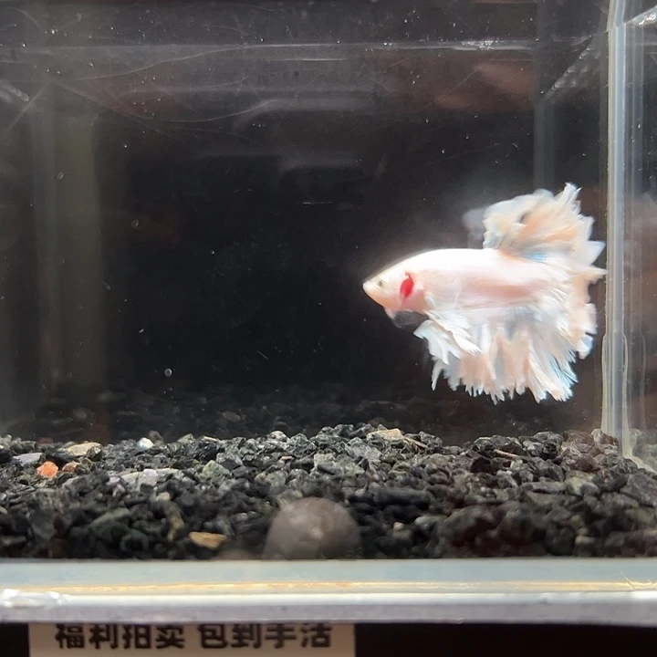 斗鱼竞拍跑单拉黑27号53