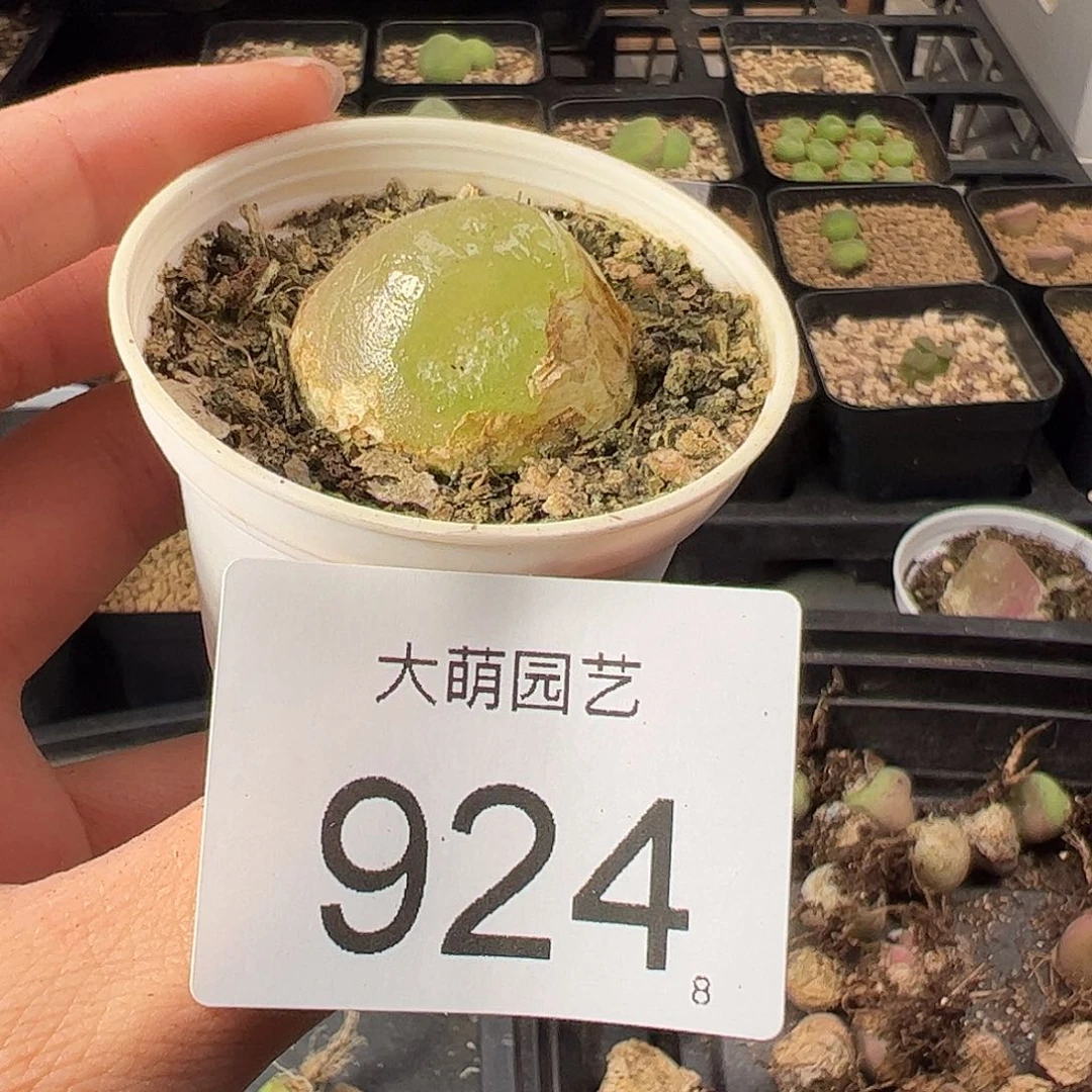 0000924 一物一拍。