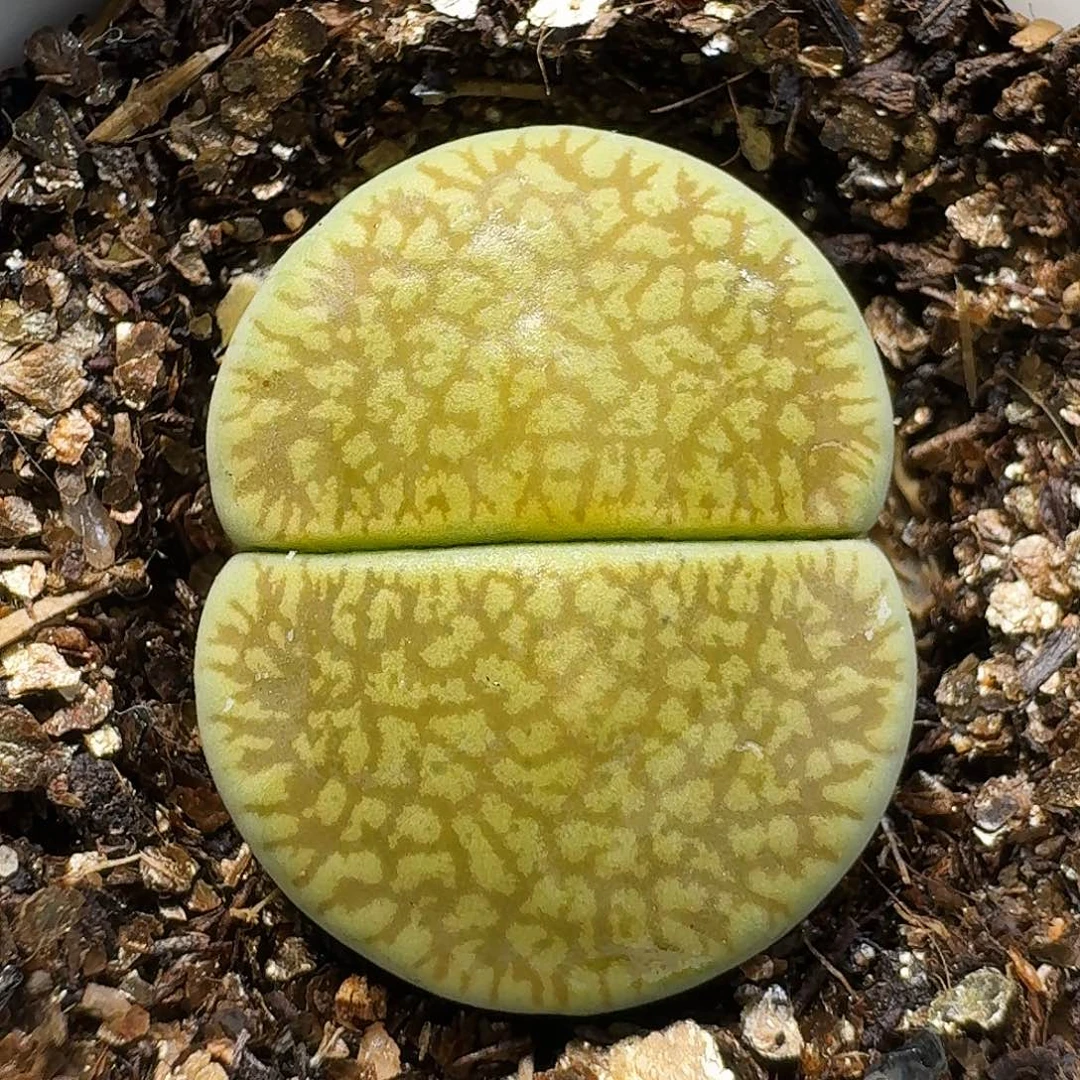 生石花111111。   259