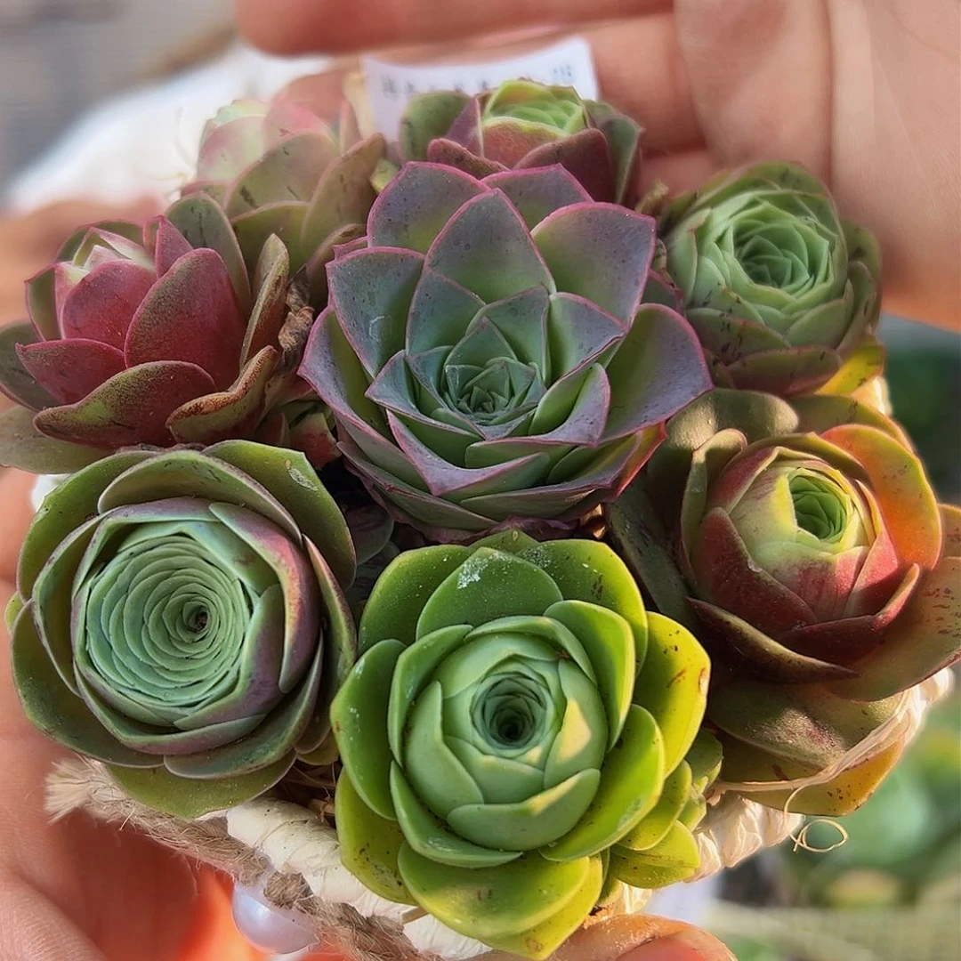 福利花篮 福利花篮。654。654