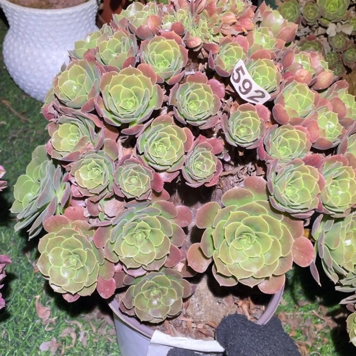 23厘米左右玫瑰朵朵缀592