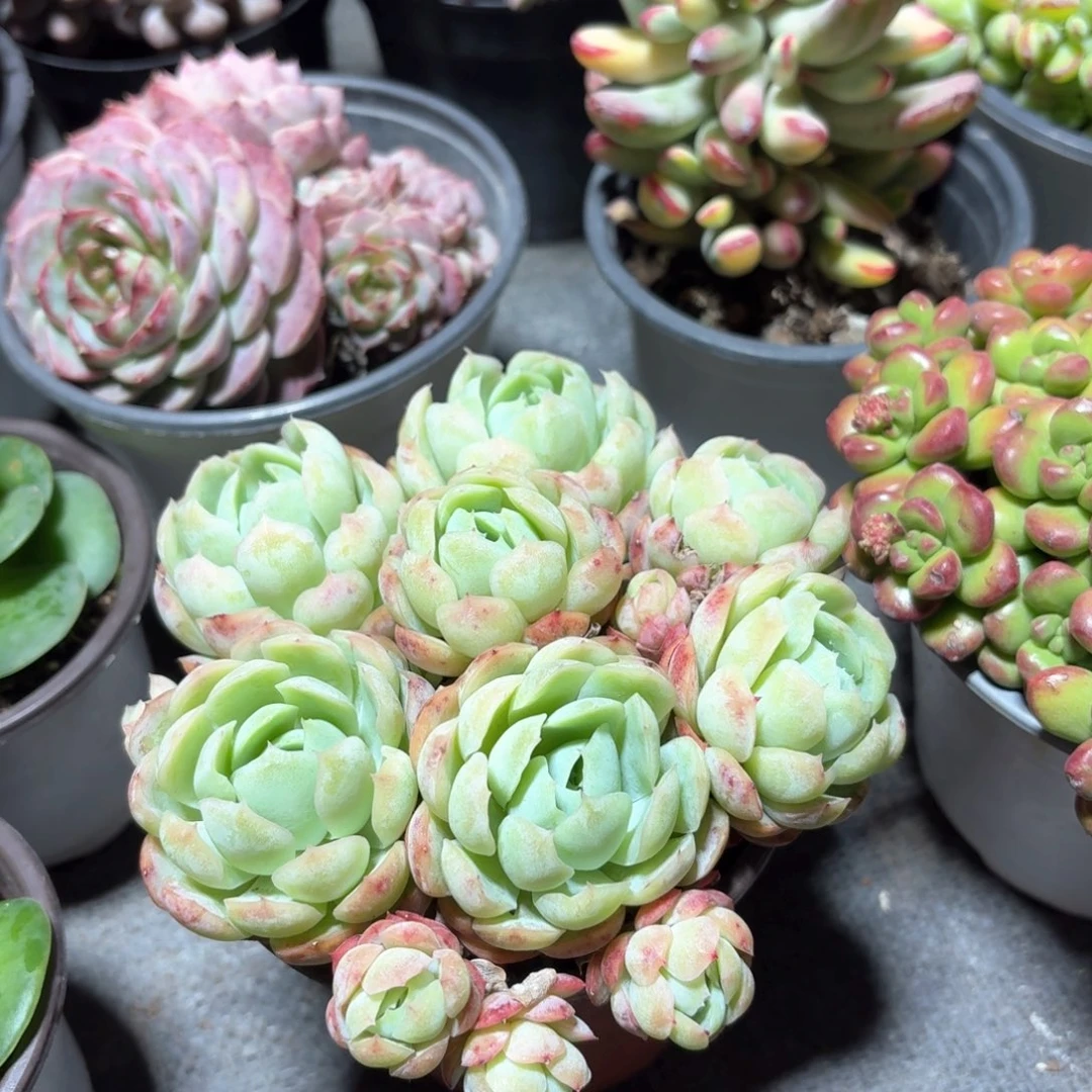 香水贝瑞多肉11㎝盆特价