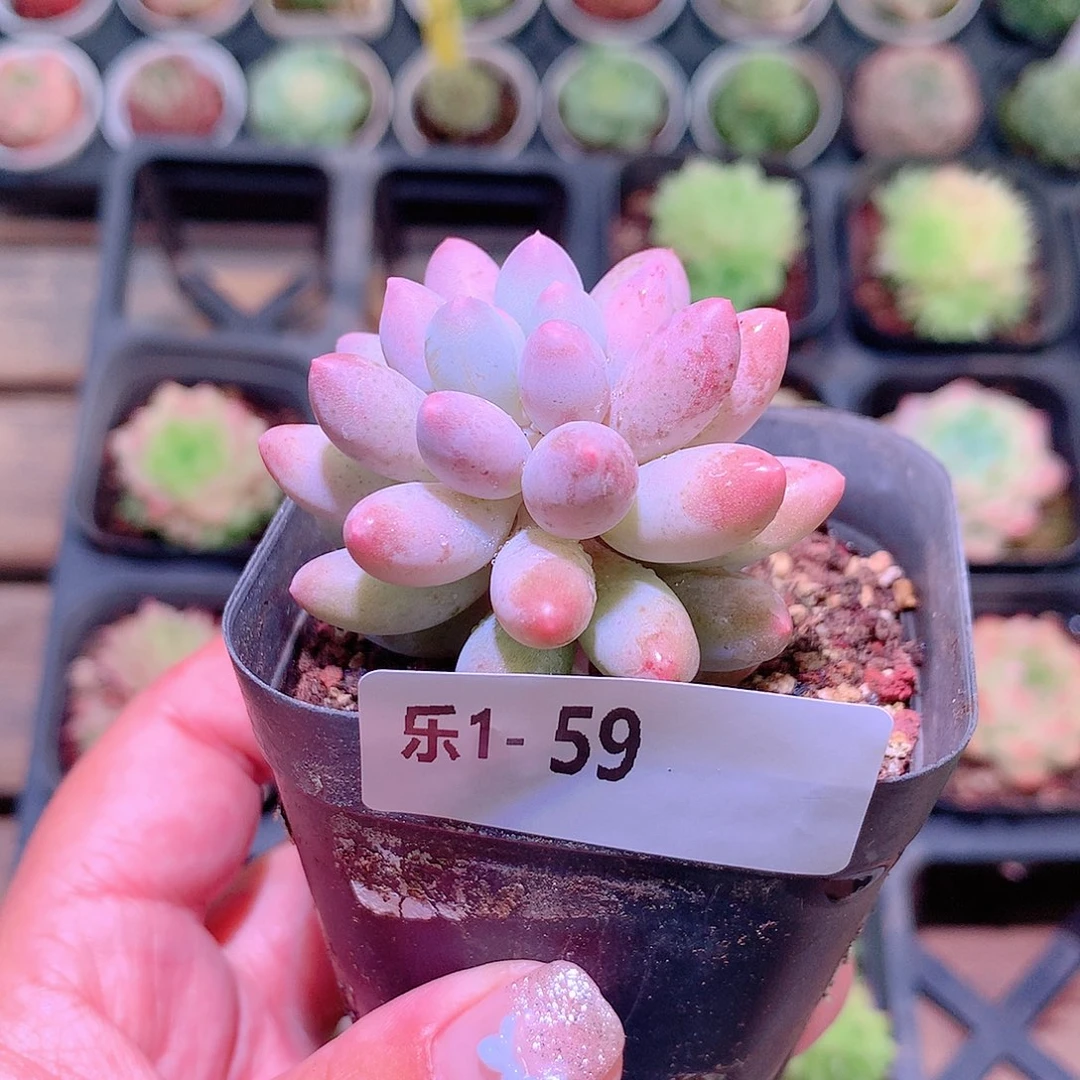 乐然1-59 婴儿手指