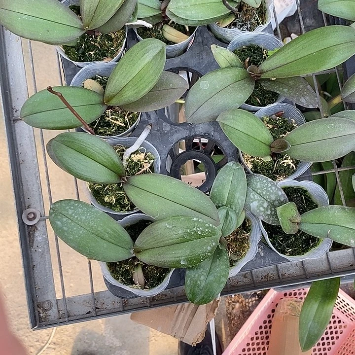 当前无花栽培后可以开花带剑无毒娃娃
