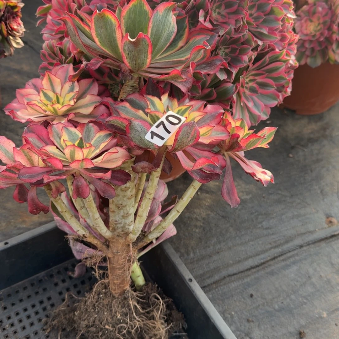 170多肉植物魅影有干伤特价